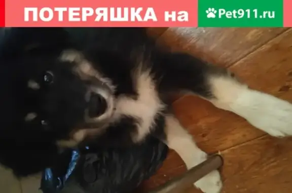 Собака найдена в деревне Ополье, Ленобласть, 10.