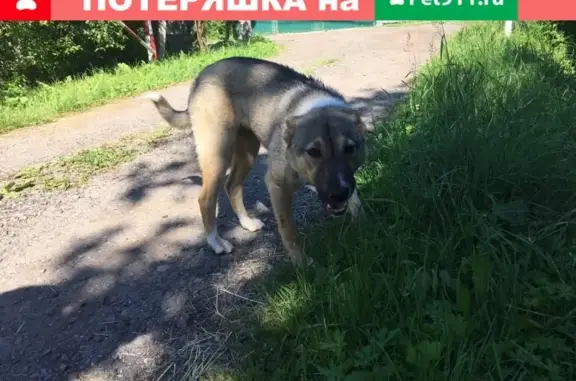 Собака найдена возле Барыбино в СНТ 