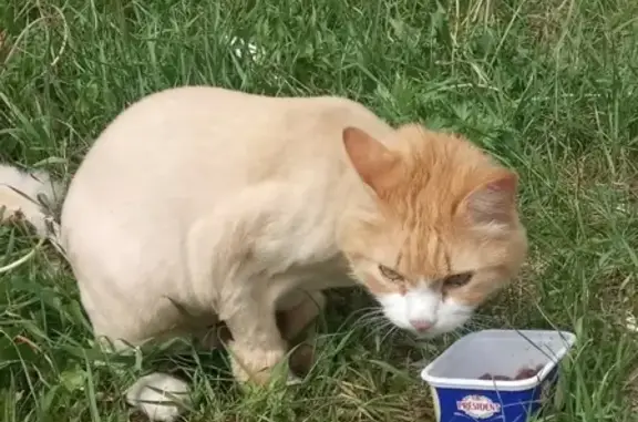Найден голодный кот с ошейником на К. Маркса 150