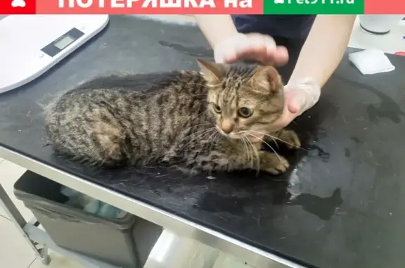 Кошка найдена в д. Пуршево, Балашиха