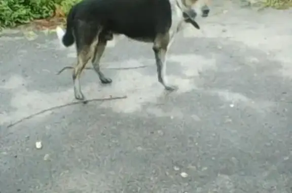 Собака без лапы найдена в Воронеже
