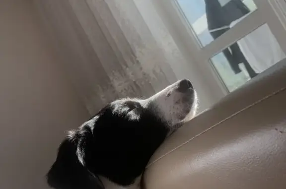 Собаки потеряшки, Калининград, фото: Потеряшка собака Бетти на ул. Гагарина, Калининград