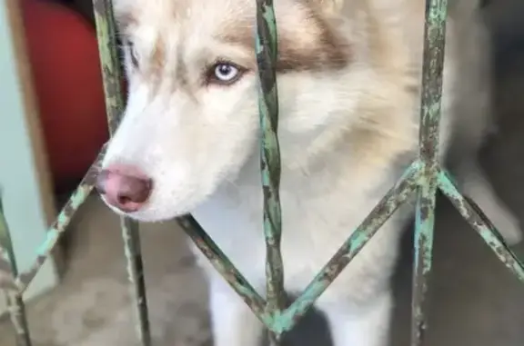 Пропала собака Бархан в Абинске