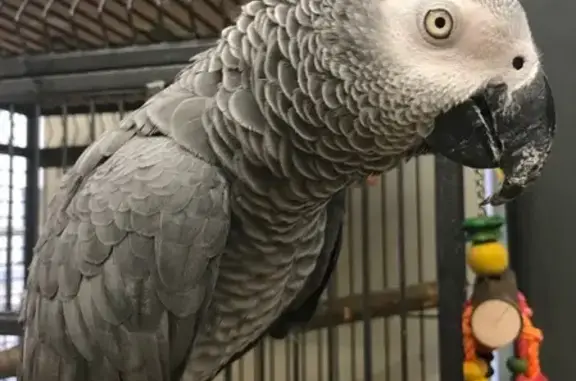 Собаки потеряшки, Санкт-Петербург, фото: Потеряшка собака в Комарово, вознаграждение гарантировано (Санкт-Петербург)