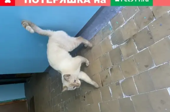 Кошка Кот с голубыми глазами найдена в Ижевске