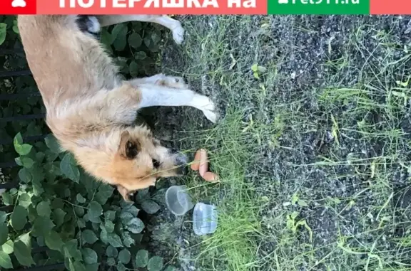 Найдена собака в Москве