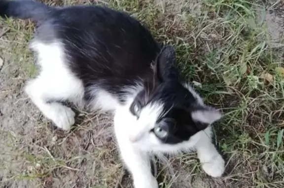 Найдена черно-белая кошка на ул. Петрова 2 в Йошкар-Оле