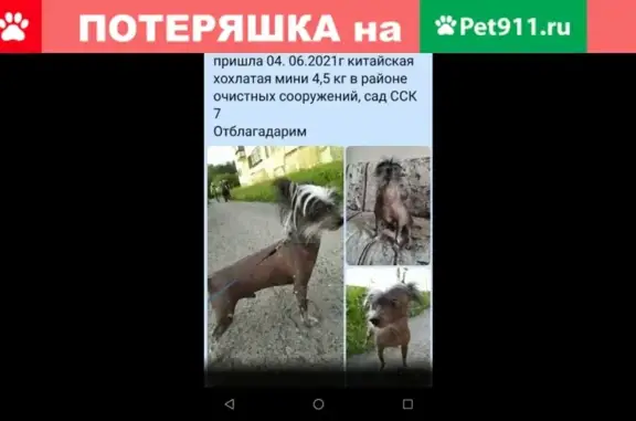 Собаки потеряшки, Среднеуральск, фото: Потеряшка собака в Среднеуральске