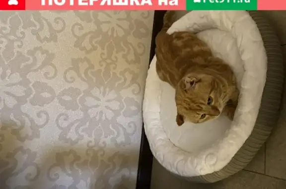 Пропала кошка Матроскин в Симферополе