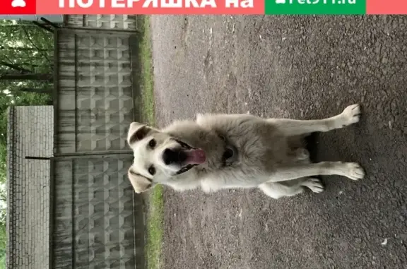 Найден добрый пёс в Белгороде