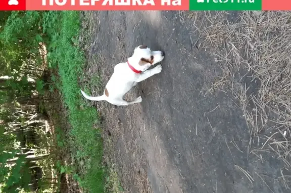 Пропала собака в лесу у Жукова, Тольятти