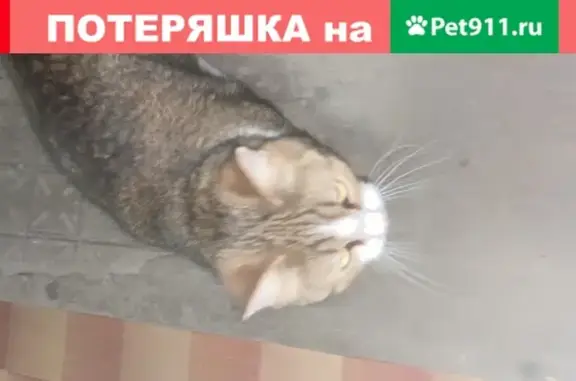 Потерян домашний кот в Москве