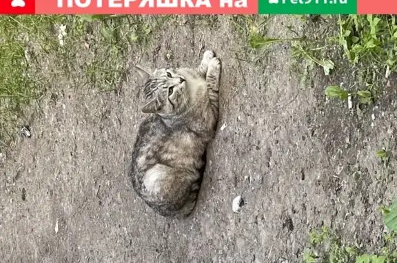 Найдена кошка на ул. Космонавтов, 18