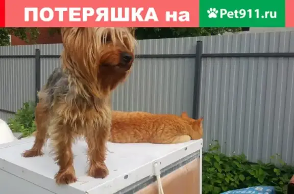 Пропала собака Дуня в Домодедово, помогите найти!