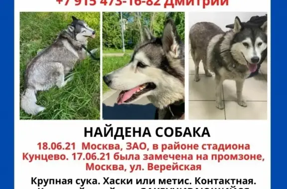 Собака Хаски найдена в Москве, Россия