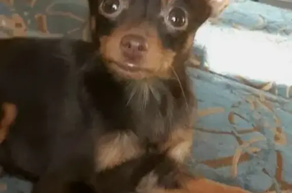 Собаки потеряшки, Нижний Новгород, фото: Потеряшка собака Дора, проспект Героев, 35