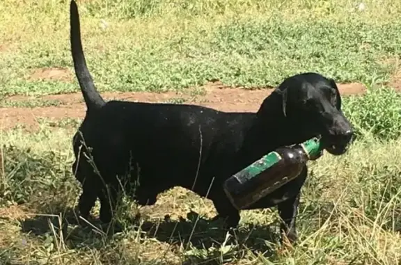 Собаки потеряшки, Оренбург, фото: Потеряшка собака в Оренбурге, нужна помощь