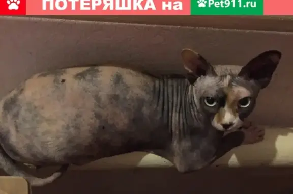 Пропала кошка в Курьяново, необычного окраса, нужна помощь!