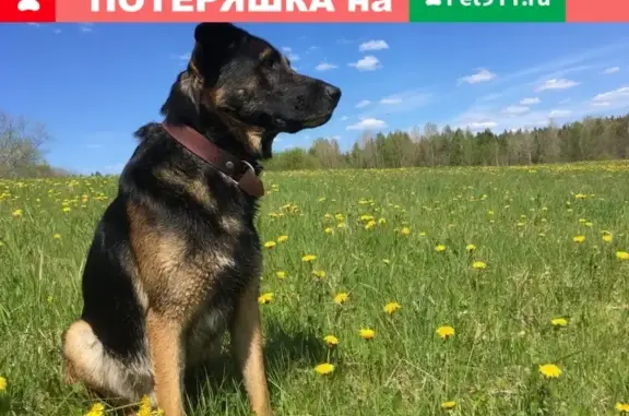 Собаки потеряшки, Санкт-Петербург, фото: Потеряшка собака на Искровском проспекте