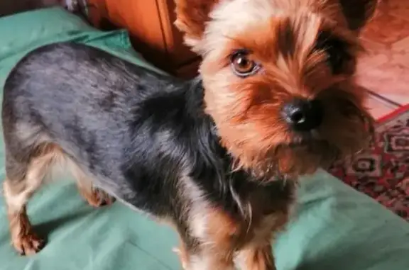 Собаки потеряшки, Нижний Новгород, фото: Потеряшка собака в Щелковском хуторе, Люся, йоркширский терьер, 4 года, синяя шлейка.