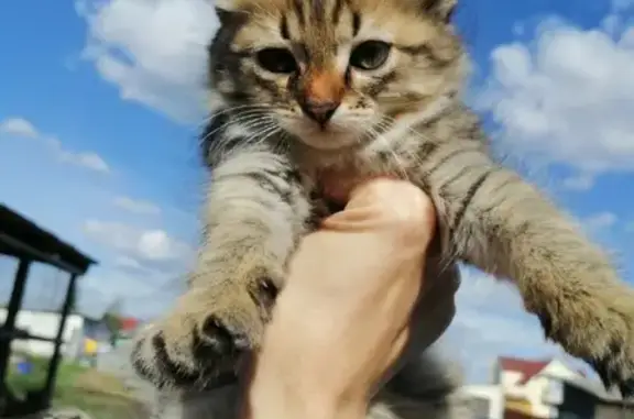 Пропала кошка в жк Кузьминках, Омск, ул. Крупской 13/1