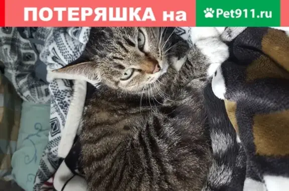 Пропала кошка на ул. Софьи Ковалевской