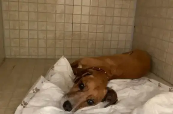 Найденные животные Москва, фото: Найдена собака в Москве без адресника