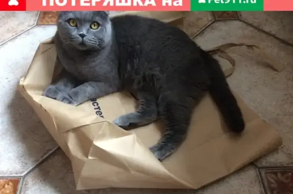 Потерянные животные Москва, фото: Пропала кошка Шотландец, адрес: Юровская ул, 94, Москва