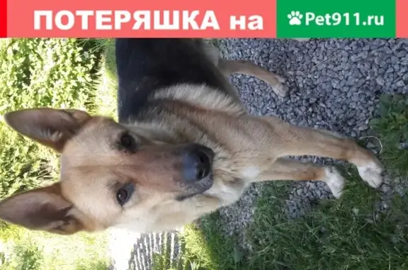 Найдена молодая собака в Тоснеснком районе Санкт-Петербурга