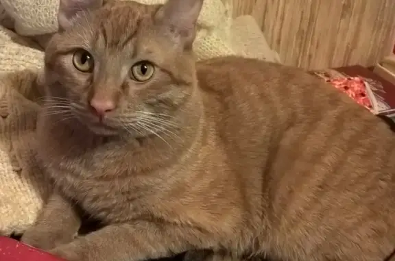 Кошки потеряшки, Санкт-Петербург, фото: Потеряшка кошка на Белградской, 26 корп. 2 (СПб)