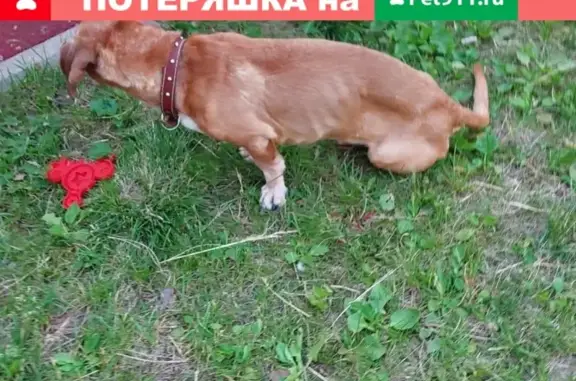 Найден старенький пёс в ЖК Татьянин парк, Москва