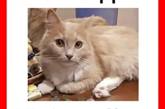 Пропала кошка Кот Шушик в Солнечногорске