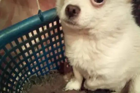 Объявления о пропавших и найденных животных, Ижевск, фото: Пропала чихуахуа возле дома в Ижевске