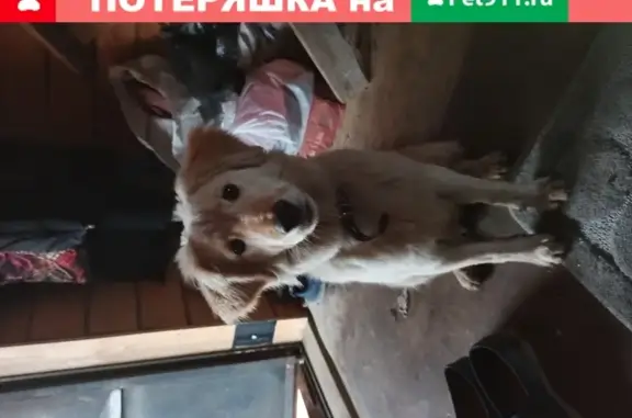 Найдена молодая собака на даче в Красноярске