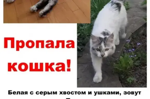 Пропала кошка Пуша в Пятигорске