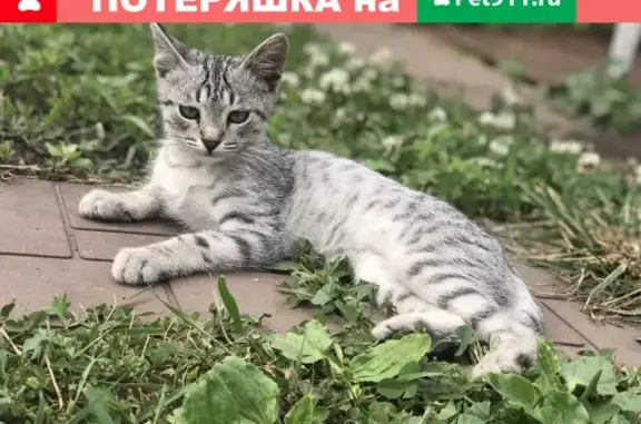 Пропала кошка Тюпа с перепонками в Ульяновске