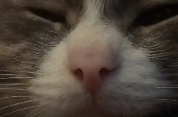 Кошки потеряшки, Набережные Челны, фото: Потеряшка серо-белая кошка в Набережных Челнах