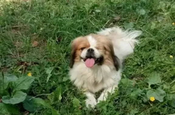 Найдена собака в Ярославле, один глазик, ласковый.
