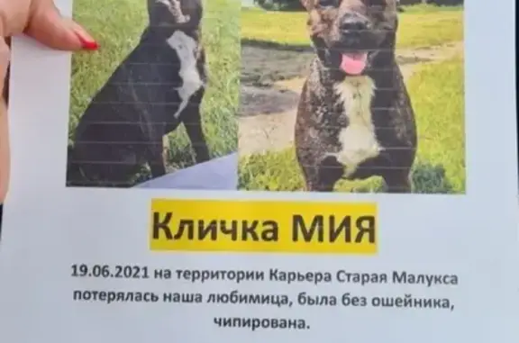 Собаки потеряшки, Санкт-Петербург, фото: Потеряшка собака Мия в Карьере Старая Малукса, СПб