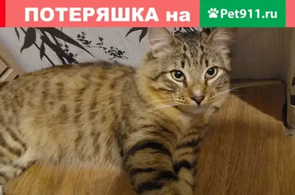 Найден молодой сибирский кот в Кировском районе СПб