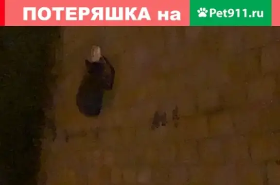 Найдена кошка в Москве, метро Нагорная, Электролитный проезд 16к4