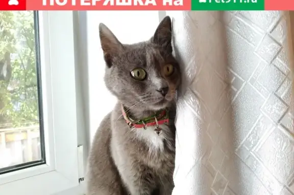 Найдена домашняя кошка в центре Люберец