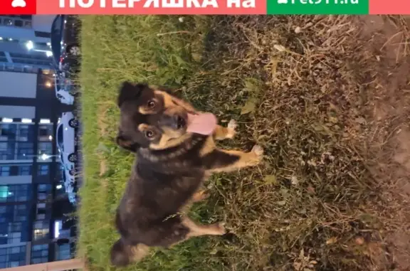 Собака найдена: ул. Адмирала Черокова, 22