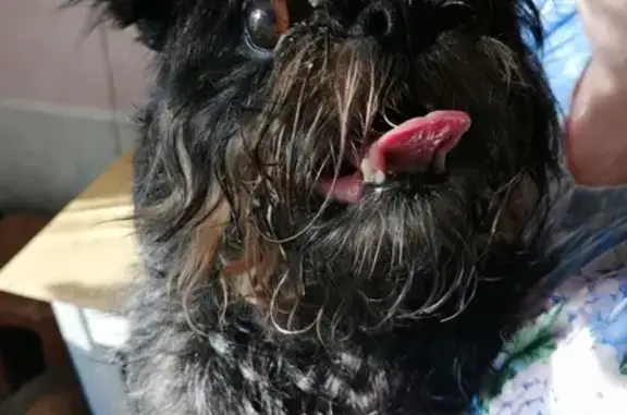 Найдена собака, Санкт-Петербург, фото: Собака Грифон найдена на Камышовой улице, СПб