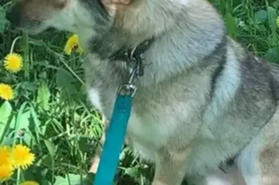 Собаки потеряшки, Москва, фото: Потеряшка собака Лисичка на ул. Аносова, Москва