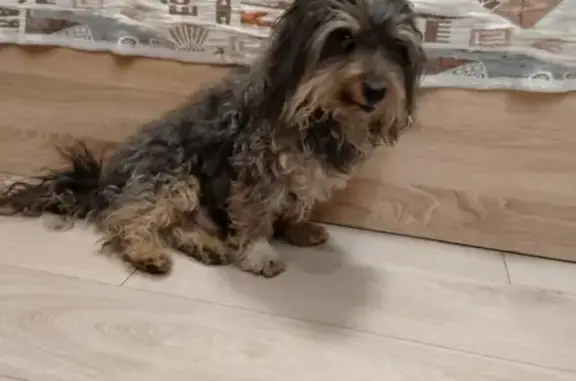 Собаки потеряшки, Петрозаводск, фото: Потеряшка собака в Сулажгоре, помогите найти!