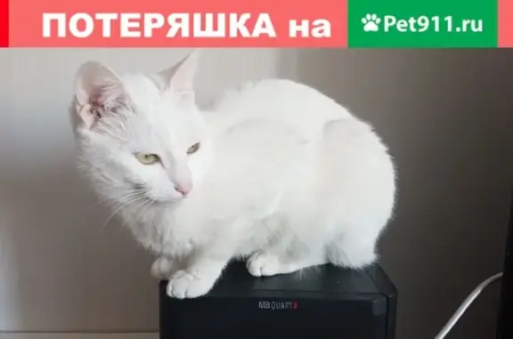 Пропала белая кошка в Дмитровском районе
