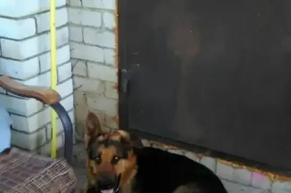 Найдена собака в районе реки Пахра, ищем хозяина