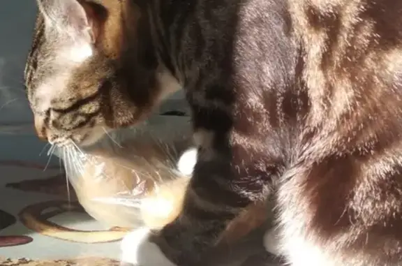 Кошки потеряшки, Мурмаши, фото: Потеряшка кот на Комсомольской 11, зовут Амон (тел. 89210472706)