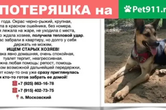 Собака-овчарка с красным ошейником найдена в Москве.